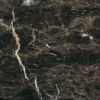 Chinese Marble (Coffee)