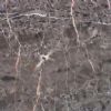 Marble Tiles - Hang Grey