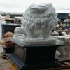 White Marble Peaceful Lion on Black Marble Pedestal (GB004)