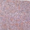 Tiles -G368