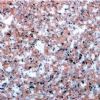 Tiles (G-663B)