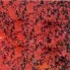Imperial Red Granite