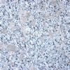White Granite (G383)