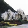 Strong Animals Carving