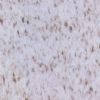 Granite(Bethel-White)