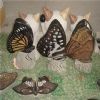 Stone Carving - Animal (THS-02)