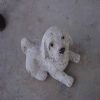 Scuplture-Dog