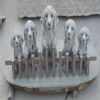 Dog Statues